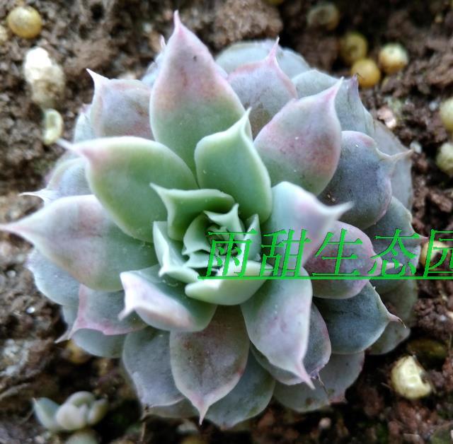 进口名贵多肉 巨型品种白鲸10cm大苗 见图二优