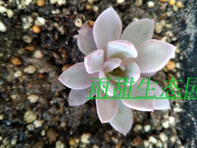 进口名贵多肉 巨型品种白鲸10cm大苗 见图二优