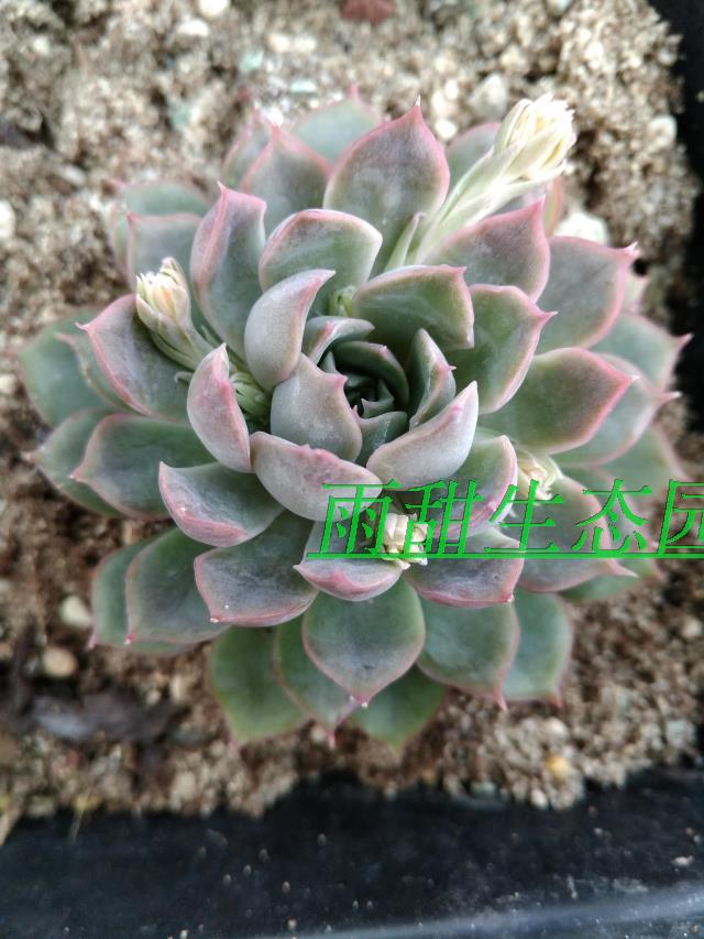 进口名贵多肉 巨型品种白鲸10cm大苗 见图二优