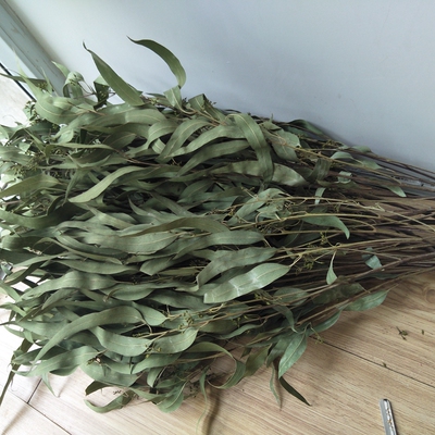 【叶子小米果】尤加利干树枝圣诞花相思叶真花北欧森系文艺风摆设