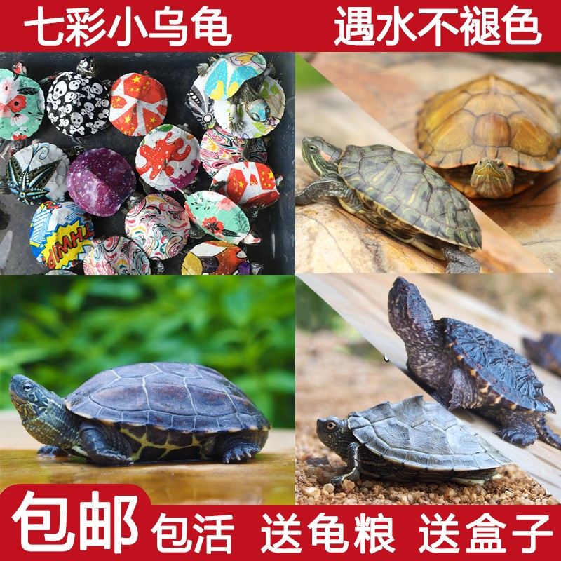 网红小乌龟活体宠物龟巴西炫彩色中华草龟苗地图彩龟鳄龟活物水龟在类目 宠物/宠物食品及用品, 水族世界, 龟/鳖中 - 来自Buy2taobao.com提供专业的淘宝代购服务
