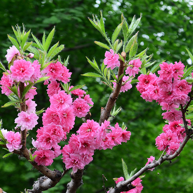 花卉观花植物室内外盆栽绿植寿星桃花碧桃盆景四季阳台花园小灌木在类目 鲜花速递/花卉仿真/绿植园艺, 花卉/绿植盆栽(新), 花卉中 - 来自Buy2taobao.com提供专业的淘宝代购服务