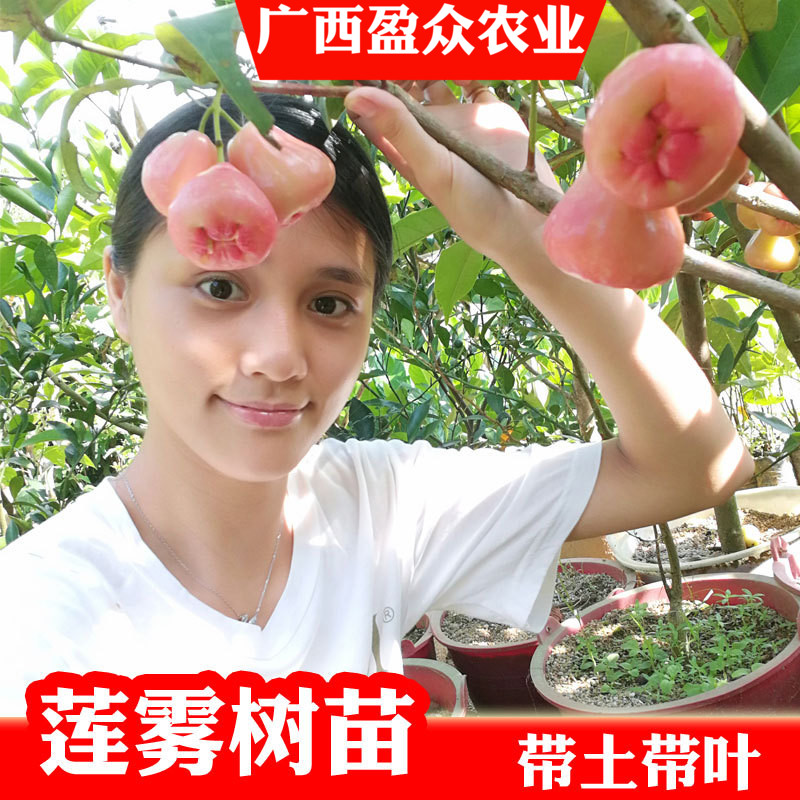 Taiwan Black Edition Wax apple Grafted Big leaf Potted plant Fruit tree seedlings Black Pearl Missile courtyard plantin the Flower delivery/Flowers simulation/Plants gardening , Garden Plants/Trees/Fruit tree, Fruit tree category - from Buy2taobao.com to provide professional Taobao agent buy service