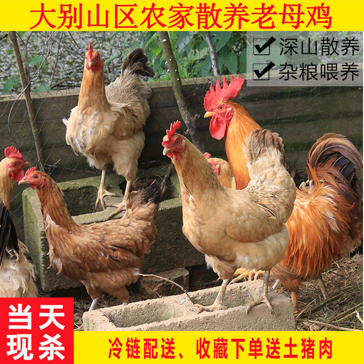 大别山农家老母鸡新鲜土鸡农村走地鸡笨鸡草鸡皖南土鸡现杀现发|msdalam kategori daging perikanan/Buah-buahan segar dan sayur-sayuran/dimasak, daging mentah/daging, ayam, keseluruhan ayam - dari Buy2taobao.com untuk memberikan perkhidmatan ejen Taobao profesional membeli
