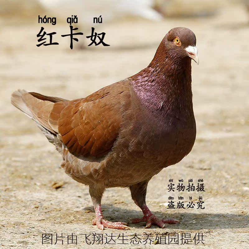 观赏鸽下蛋种鸽信鸽 活鸽子鸟活体落地王赛鸽 鸽子一对鸽子苗小鸽|ruв категории животное/Животное питание и принадлежностей, птиц и принадлежностей, птица - от Buy2taobao.com для оказания профессиональной услуги покупки агента Taobao