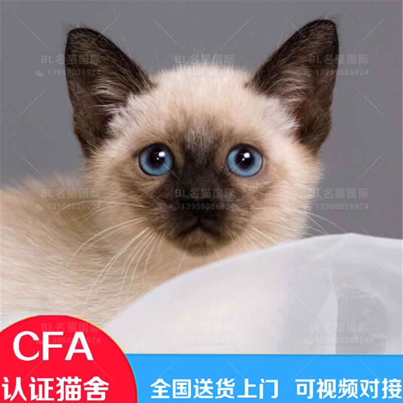 纯种暹罗猫幼猫泰国皇室猫短毛猫海豹蓝重点蓝眼活体宠物猫幼崽公在类目 宠物/宠物食品及用品, 猫咪中 - 来自Buy2taobao.com提供专业的淘宝代购服务