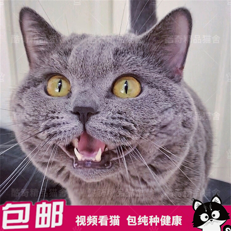 英短藍貓活體 幼貓 純種寵物貓咪小奶貓英國短毛貓深藍色短腿家養在類目 寵物/寵物食品及用品, 貓咪中 - 來自Buy2taobao.com提供專業的淘寶代購服務