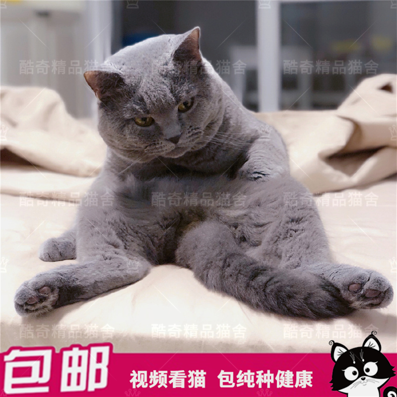 出售英短蓝猫活体纯种英国短毛猫 英国蓝猫幼猫包子脸蓝胖子|ruв категории животное/Животное питание и принадлежностей, кошка - от Buy2taobao.com для оказания профессиональной услуги покупки агента Taobao