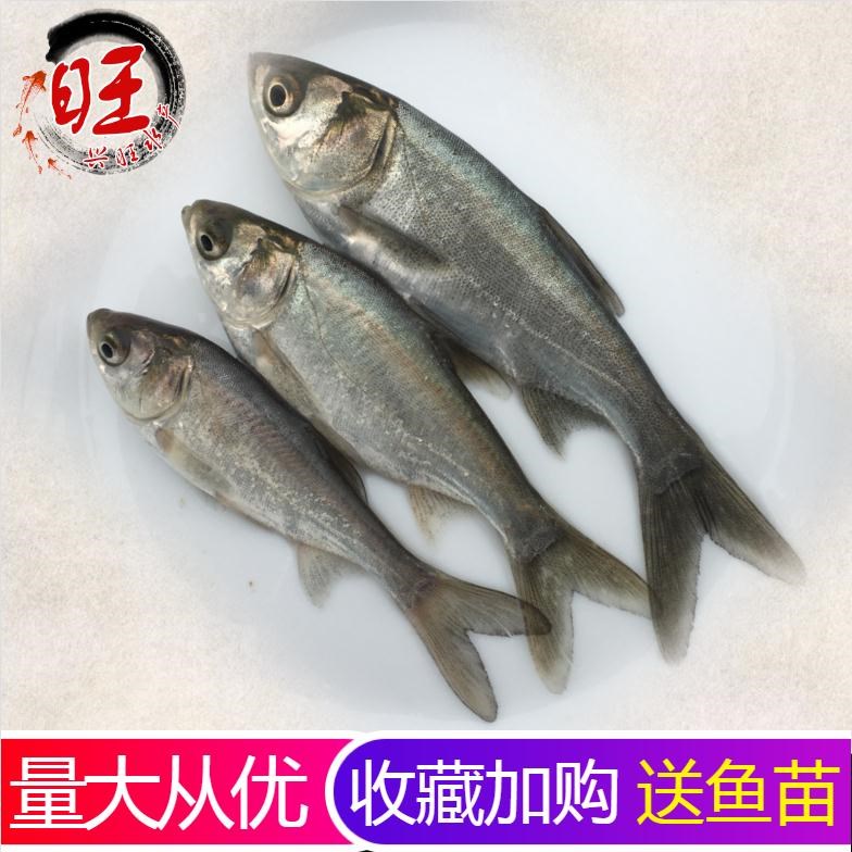 白鲢鱼苗跳鲢鱼苗鲢鱼苗白鲢子水鲢四大家鱼淡水养殖活体鱼苗花鲢|ruв категории животное/Животное питание и принадлежностей, аквариум мира, рыба - от Buy2taobao.com для оказания профессиональной услуги покупки агента Taobao