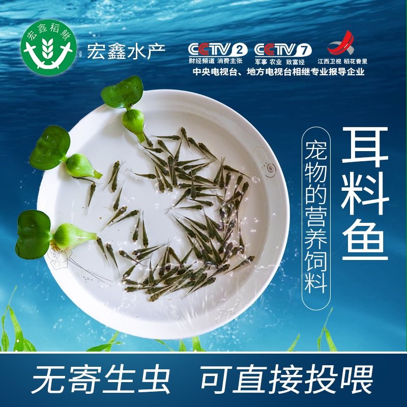 草鱼苗活体淡水养殖鲫鱼苗龙鱼饲料活体饲料鳄龟乌龟饵料鱼小鱼苗|ruв категории животное/Животное питание и принадлежностей, аквариум мира, рыба - от Buy2taobao.com для оказания профессиональной услуги покупки агента Taobao
