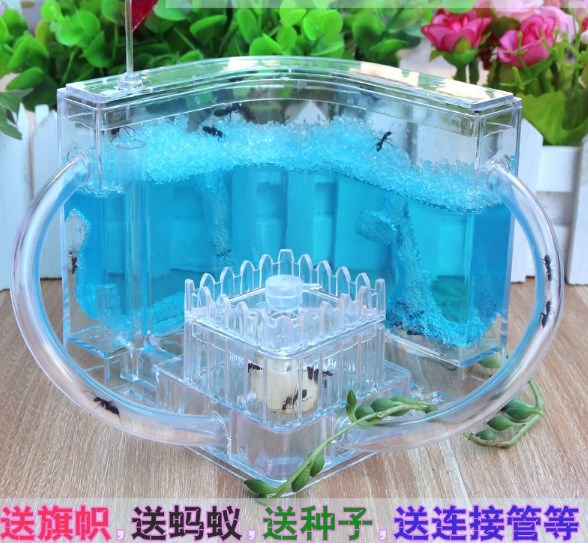 工坊幼儿园蚁后窝新款蚂蚁家园森林生态玩具蚁巢观察力蚂蚁巢喝水在类目 宠物/宠物食品及用品, 爬虫/鸣虫及其用品, 蚂蚁工坊中 - 来自Buy2taobao.com提供专业的淘宝代购服务
