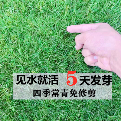 草坪种子草籽四季常青免修剪庭院耐寒耐踩狗牙根护坡绿化马尼拉