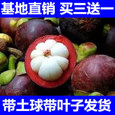 包邮山竹苗山竹树苗当年结果盆栽树苗南方种植