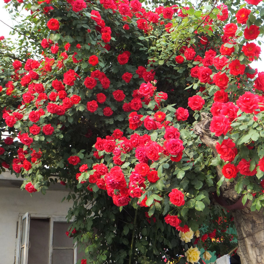 【四季colour】御用马车藤本月季花苗爬藤蔷薇大红色庭院花卉植物|msdalam kategori penghantaran bunga/bunga simulasi/tumbuhan berkebun, bunga/Tumbuh-tumbuhan tumbuh-tumbuhan pasu (baru), bunga - dari Buy2taobao.com untuk memberikan perkhidmatan ejen Taobao profesional membeli