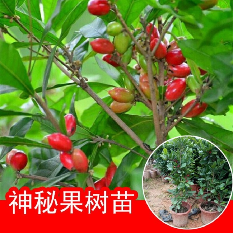 盆栽神秘果苗 梦幻苗奇迹果神秘树 神秘果 可解酒 临时改变味觉|msdalam kategori penghantaran bunga/bunga simulasi/tumbuhan berkebun, 花园植物/行道树/果树, 果树 - dari Buy2taobao.com untuk memberikan perkhidmatan ejen Taobao profesional membeli