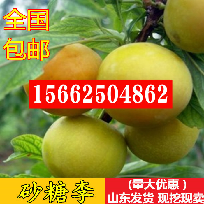 嫁接李子树苗 砂糖李树苗 六月脆李 南方李苗果树苗当年结果包邮在类目 鲜花速递/花卉仿真/绿植园艺, 花园植物/行道树/果树, 果树中 - 来自Buy2taobao.com提供专业的淘宝代购服务