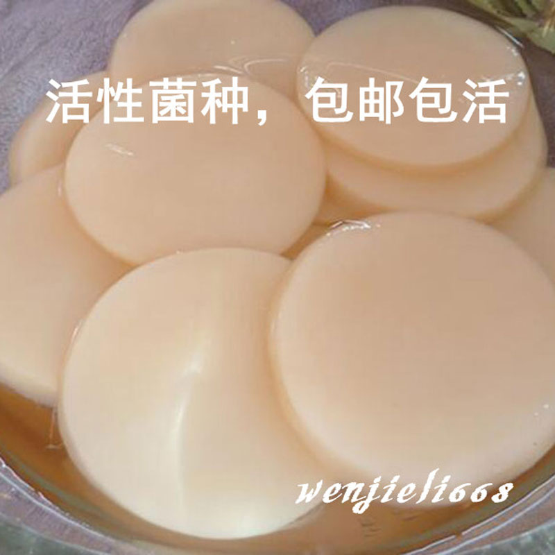 紅茶菌//醋蛾子/天然活性菌/直徑8公分2片菌種包郵在類目 廚房/烹飪用具, 廚用小工具/廚房儲物, 其它中 - 來自Buy2taobao.com提供專業的淘寶代購服務