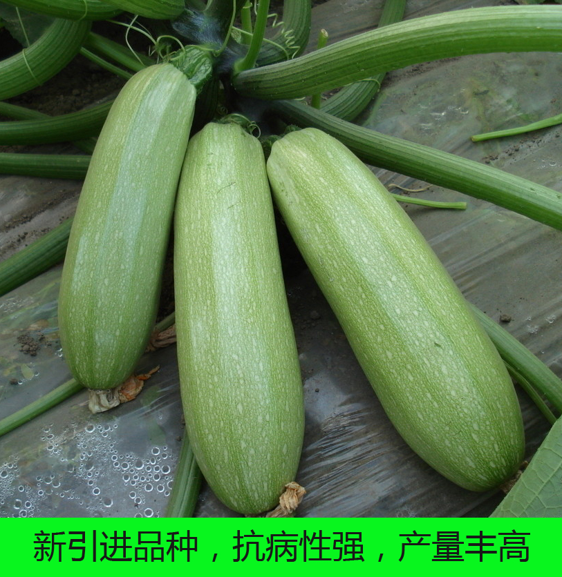 西葫芦种子春季蔬菜籽农家早熟杂交新品种西葫芦籽四季阳台蔬菜|ruв категории сельскохозяйственных материалов, семена/саженцы, семян овощей - от Buy2taobao.com для оказания профессиональной услуги покупки агента Taobao