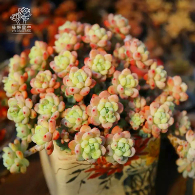 星空园艺2号高品质美肉专区植物多肉组合绿植盆栽花卉肉花盆包邮