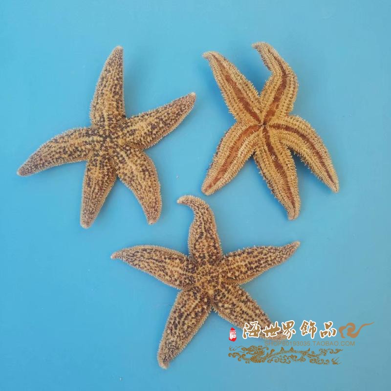 Natural conch shells Spiny Acanthopanax 12-16CM Pentagon Air drying specimen Mediterranean style decoratein the Home accessories , Creative Jewelry , Conch/Shell/Coral category - from Buy2taobao.com to provide professional Taobao agent buy service