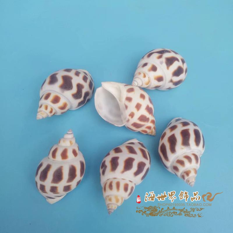 东风螺壳天然贝壳海螺鱼缸造景水族箱装饰卷贝鱼寄居蟹用壳微景观在类目 家居饰品, 创意饰品, 海螺/贝壳/珊瑚中 - 来自Buy2taobao.com提供专业的淘宝代购服务