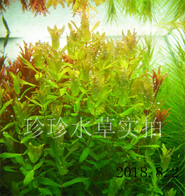 水草绿蝴蝶 青蝴蝶 日本蝴蝶草 100%自产(五枝)在类目 宠物/宠物食品及用品, 水族世界, 鱼缸等水族设备, 水草中 - 来自Buy2taobao.com提供专业的淘宝代购服务