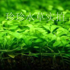 水草矮珍珠 珍珍水草 100%水中叶 拍10份包邮在类目 宠物/宠物食品及用品, 水族世界, 鱼缸等水族设备, 水草中 - 来自Buy2taobao.com提供专业的淘宝代购服务