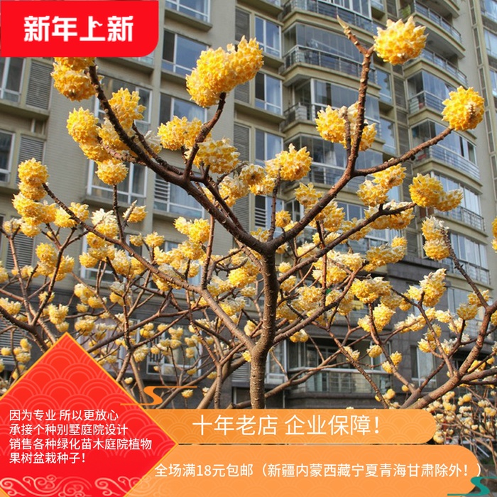 基地直销园林绿化苗木庭院植物花卉结香花苗打结树黄瑞香苗易成活在类目 鲜花速递/花卉仿真/绿植园艺, 花园植物/行道树/果树, 观叶 /花灌木中 - 来自Buy2taobao.com提供专业的淘宝代购服务