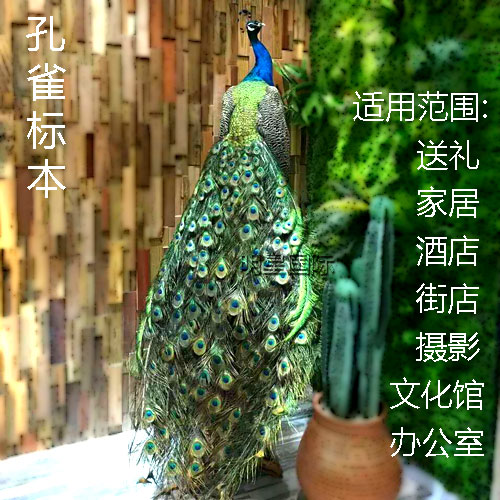 天然蓝孔雀标本 仿真动物标本 鸟标本手工艺品家居装饰品摆件教学在类目 家居饰品, 摆件中 - 来自Buy2taobao.com提供专业的淘宝代购服务