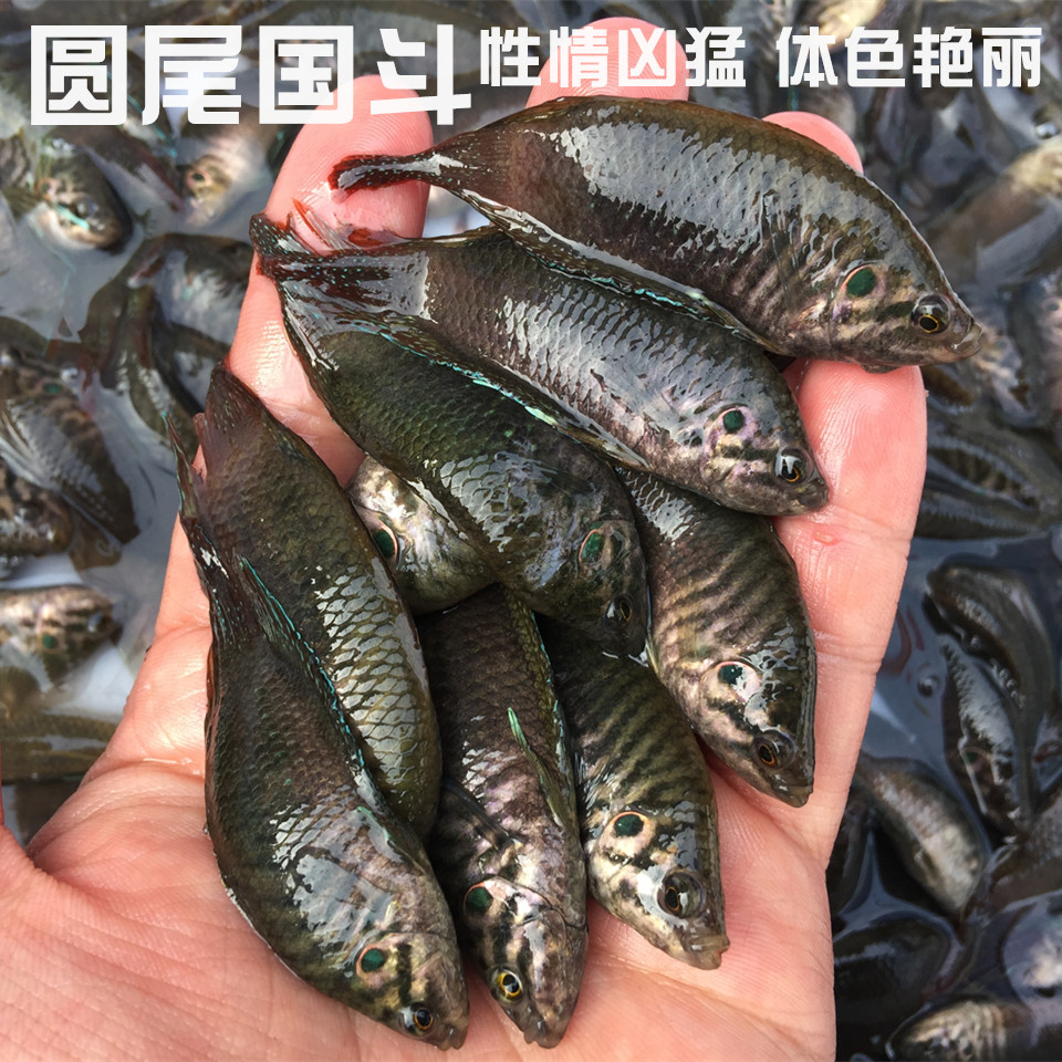 原生圓尾鬥魚圓尾國鬥中國鬥魚國鬥園尾鬥魚普叉觀賞魚冷水魚好養在類目 寵物/寵物食品及用品, 水族世界, 魚中 - 來自Buy2taobao.com提供專業的淘寶代購服務