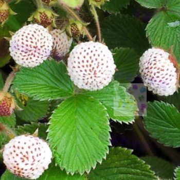 6月发货白糖扎新鲜野生草莓白泡儿三匹风野草莓 白地莓白树莓野果
