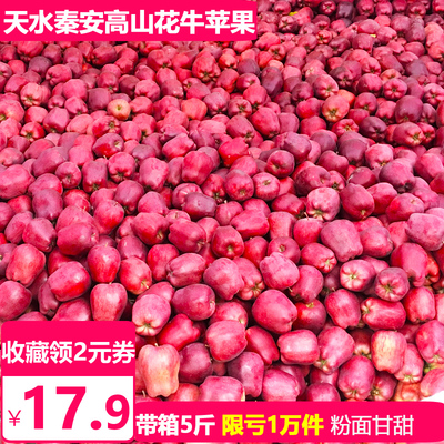 天水秦安花牛苹果水果新鲜整箱5/10斤包邮粉面刮泥红蛇果平萍果