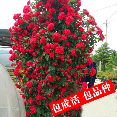 藤本月季花苗大花浓香庭院植物花卉盆栽玫瑰爬藤蔷薇四季开花不断