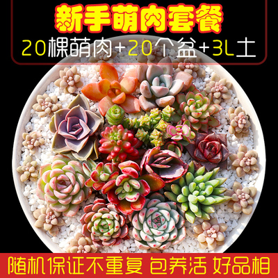 多肉植物新手套餐组合室内阳台绿植花卉盆栽20颗超萌多肉含盆包邮