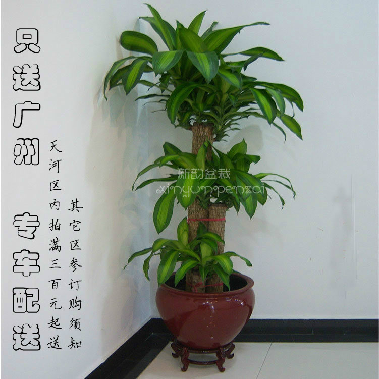 巴西木巴西铁树盆栽办公室净化空气耐阴大绿植开业植物步步高盆景在类目 鲜花速递/花卉仿真/绿植园艺, 花卉/绿植盆栽(新), 大型绿植/成品组合盆栽中 - 来自Buy2taobao.com提供专业的淘宝代购服务