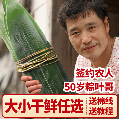粽叶大粽子叶新鲜免邮大干野生新叶特大粽叶天然包粽子的叶子棕叶