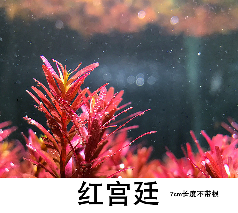 自養水下葉系列 紅宮廷 丹麥血宮廷水草魚缸水族造景活體紅色水草在類目 寵物/寵物食品及用品, 水族世界, 魚缸等水族設備, 水草中 - 來自Buy2taobao.com提供專業的淘寶代購服務