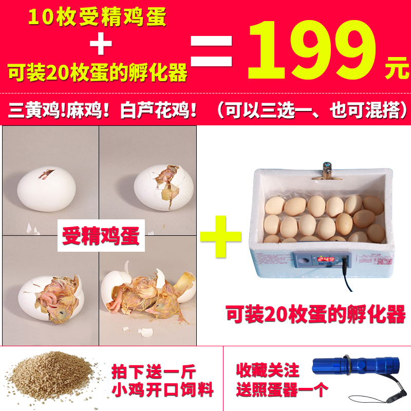 苍牧 受精蛋可孵化 种蛋10枚配1台家用孵化器可孵小鸡苗批发1包邮|ruв категории водной мясо/свежие фрукты и овощи/еда, яйца/яичные продукты, свежие яйца, яйца - от Buy2taobao.com для оказания профессиональной услуги покупки агента Taobao