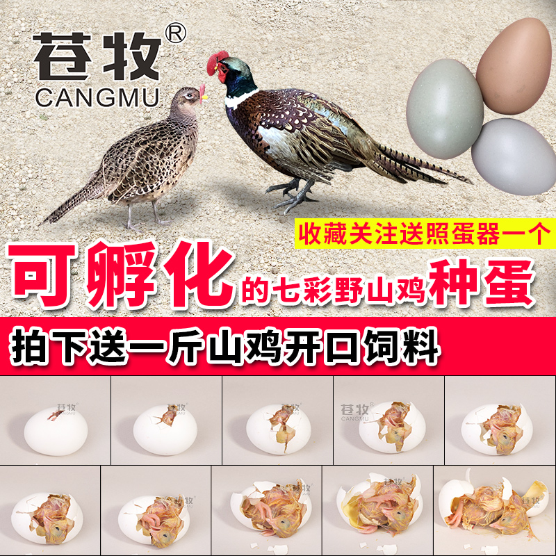 苍牧 七彩山鸡受蛋精可孵化 雉鸡小鸡苗 龙凤鸟种蛋 六枚批发包邮在类目 水产肉类/新鲜蔬果/熟食, 蛋/蛋制品, 鲜活蛋类, 鸡蛋中 - 来自Buy2taobao.com提供专业的淘宝代购服务