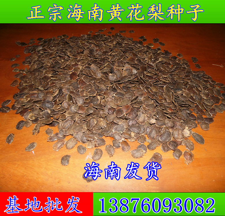 大学生创业 正宗海南黄花梨树苗种子(降香黄檀)名贵树种海南发货在类目 鲜花速递/花卉仿真/绿植园艺, 花卉/绿植盆栽(新), 绿植中 - 来自Buy2taobao.com提供专业的淘宝代购服务