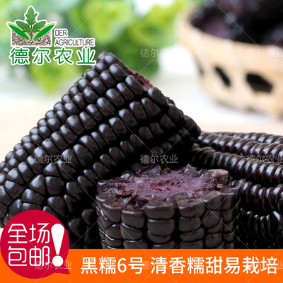 黑糯六号黑甜糯玉米种子 西星黑糯玉米糯甜春播 高产粘鲜四季包邮
