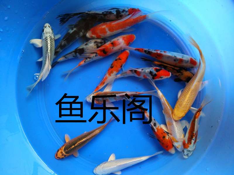 锦鲤活体红白三色黄金金松叶银松叶孔雀墨鲤白金火鲤金鱼草金包邮|ruв категории животное/Животное питание и принадлежностей, аквариум мира, рыба - от Buy2taobao.com для оказания профессиональной услуги покупки агента Taobao