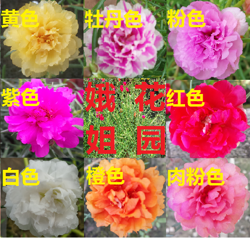 宿根多年生重瓣太阳花枝条松叶牡丹死不了天天开花卉盆栽植物种苗在类目 鲜花速递/花卉仿真/绿植园艺, 花卉/绿植盆栽(新), 花卉中 - 来自Buy2taobao.com提供专业的淘宝代购服务