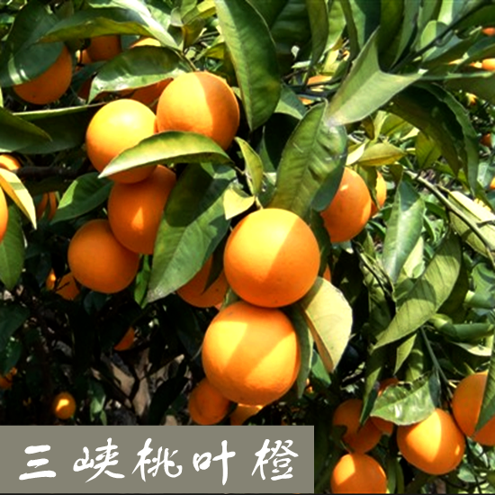 青灘桃葉橙現摘秭歸桃葉橙10斤包郵手剝薄皮橙子新鮮 暫停發貨在類目 水產肉類/新鮮蔬果/熟食, 新鮮水果, 橙中 - 來自Buy2taobao.com提供專業的淘寶代購服務