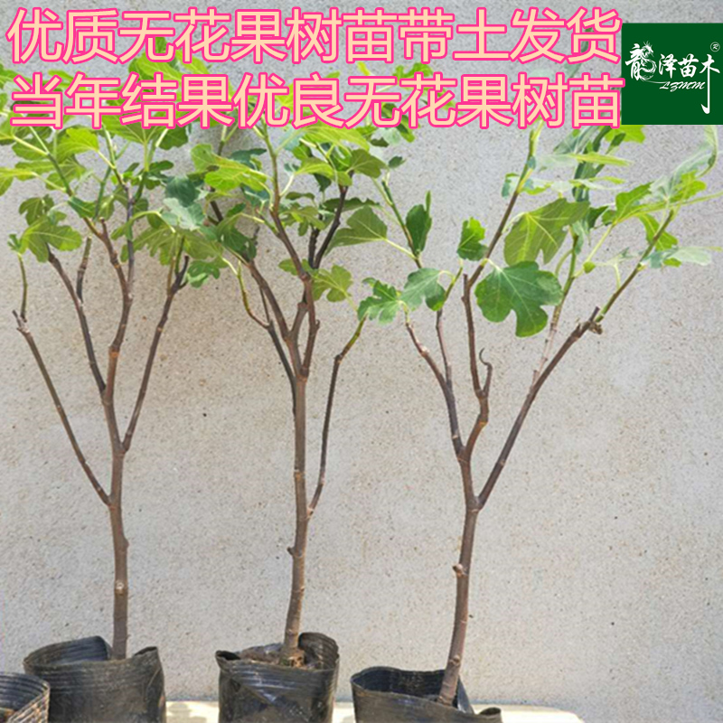 无花果树苗盆栽南方四季阳台庭院地栽当年结果特大无花果苗树苗!在类目 鲜花速递/花卉仿真/绿植园艺, 花园植物/行道树/果树, 果树中 - 来自Buy2taobao.com提供专业的淘宝代购服务