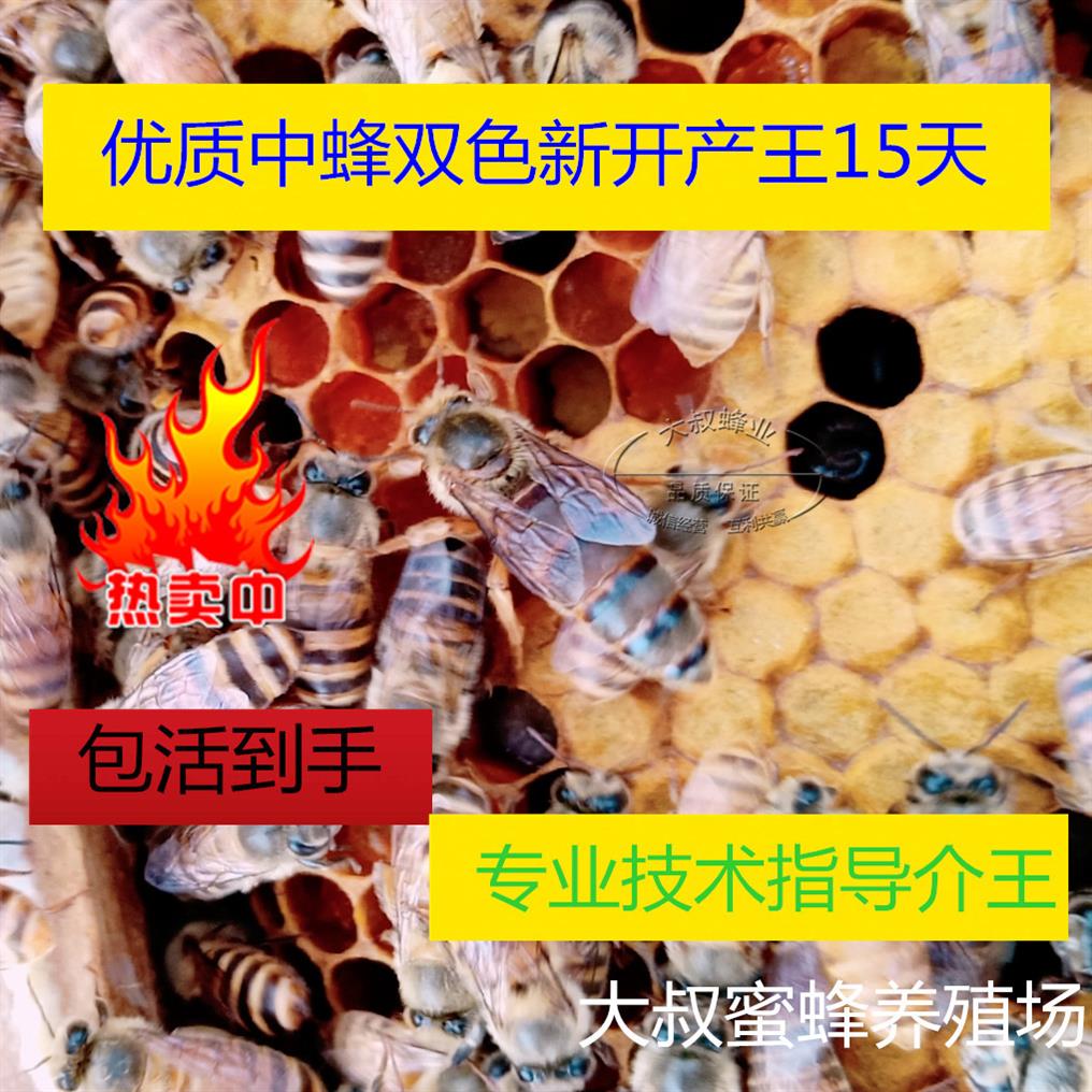 Local queen bee Improved variety Virgin Wang Tianzhu 15 Wang Xinkai living thing high quality beeswaxin the Pet/Pet food and supplies , Other pets , Other pets category - from Buy2taobao.com to provide professional Taobao agent buy service
