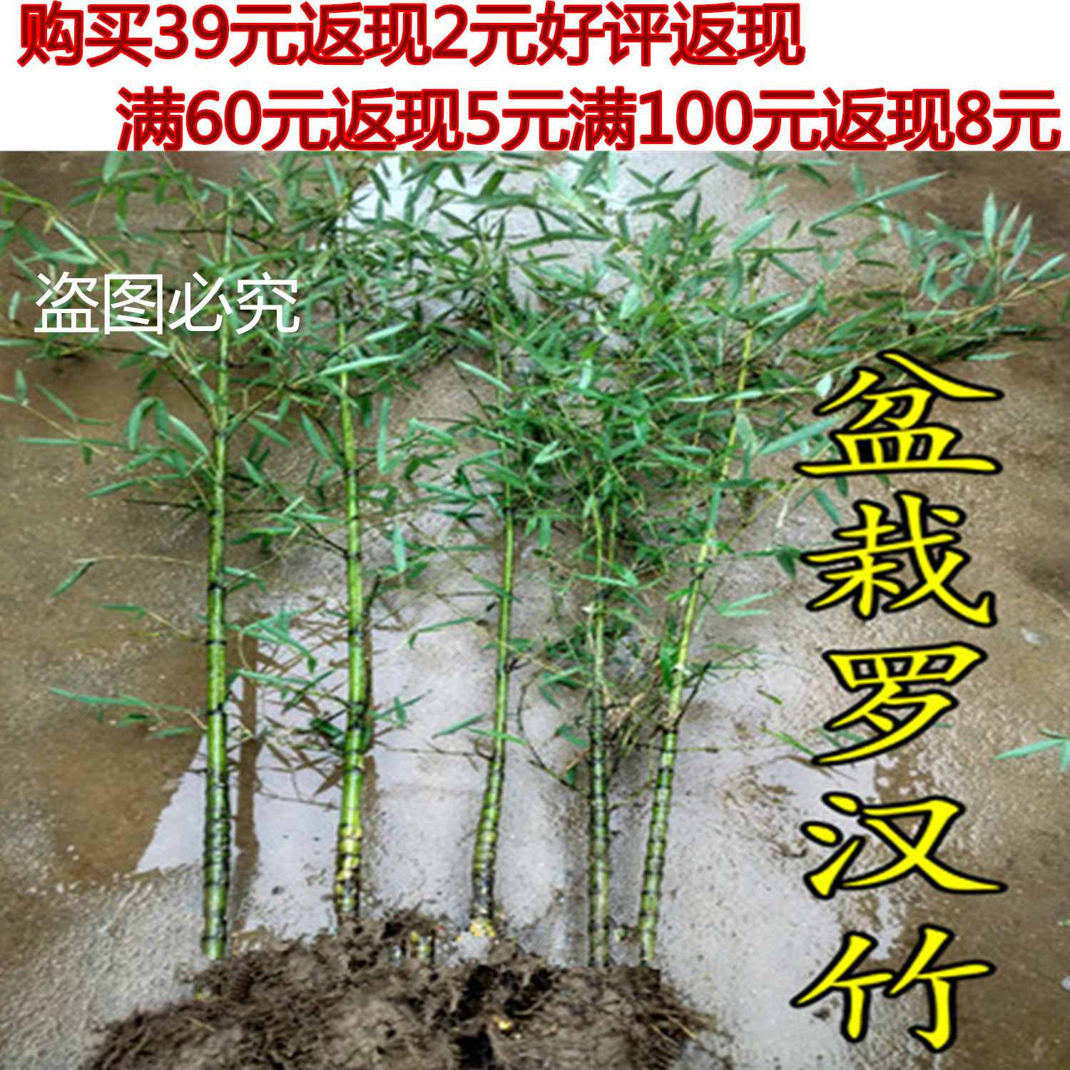 罗汉竹带土种植竹子室内盆栽罗汉竹盆景 盆栽佛肚竹 庭院竹子在类目 鲜花速递/花卉仿真/绿植园艺, 花园植物/行道树/果树, 观叶 /花灌木中 - 来自Buy2taobao.com提供专业的淘宝代购服务