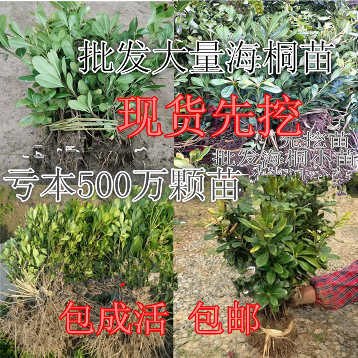 观叶花卉绿化苗木 海桐花苗常青耐寒 海桐苗球绿篱绿化带工程苗|msdalam kategori penghantaran bunga/bunga simulasi/tumbuhan berkebun, 花园植物/行道树/果树, 观叶 /花灌木 - dari Buy2taobao.com untuk memberikan perkhidmatan ejen Taobao profesional membeli