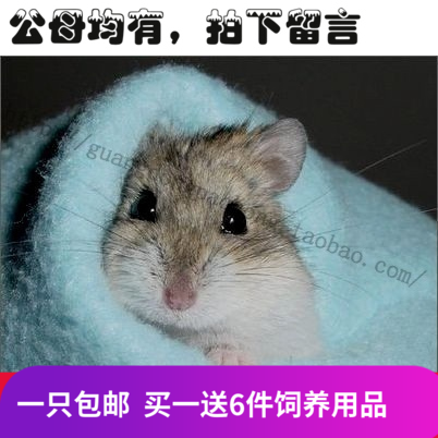 Cute hamster Lively baby Lovers husband A pair of father-in-law Package live Free packing Buy 1 get 4in the Pet/Pet food and supplies , Class pet hamsters and other small , Hamsters category - from Buy2taobao.com to provide professional Taobao agent buy service