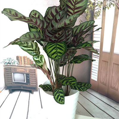 孔雀竹芋植物盆栽室内袖珍椰子办公吸甲醛猫眼竹芋绿植盆景花卉